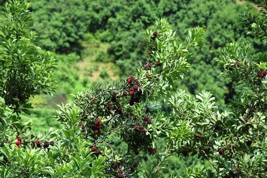 探寻隐匿深山的慈溪杨梅献给正在嘴馋的你们