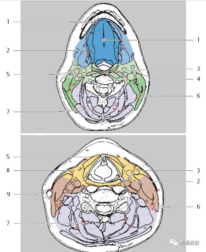 【解剖】颈部淋巴结分区(精选资源)