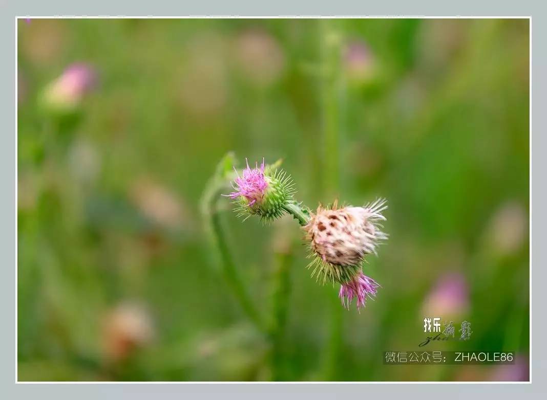 扎扎菜花不时有鸟飞起蜂蝶纷飞不知名的的小虫金翅雀戴胜金翅雀像荡