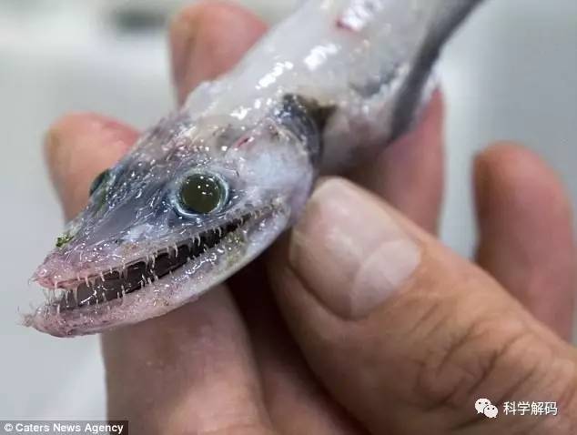 澳大利亚海底发现蜥蜴脸鳗鱼身的怪物