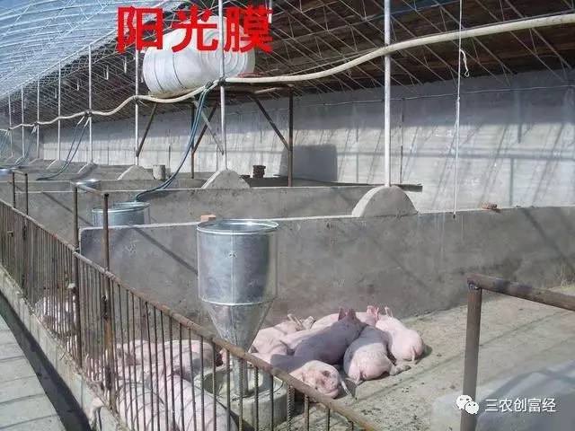 猪舍建筑和布局都需要注意哪些问题?