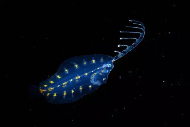 【海洋科普】浮游生物原来这么美