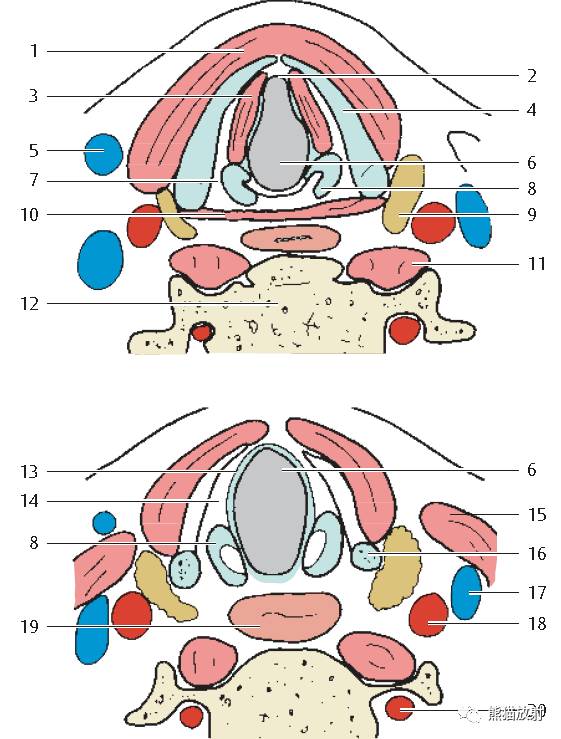 喉部解剖大体及断层看完这些很难再糊涂了