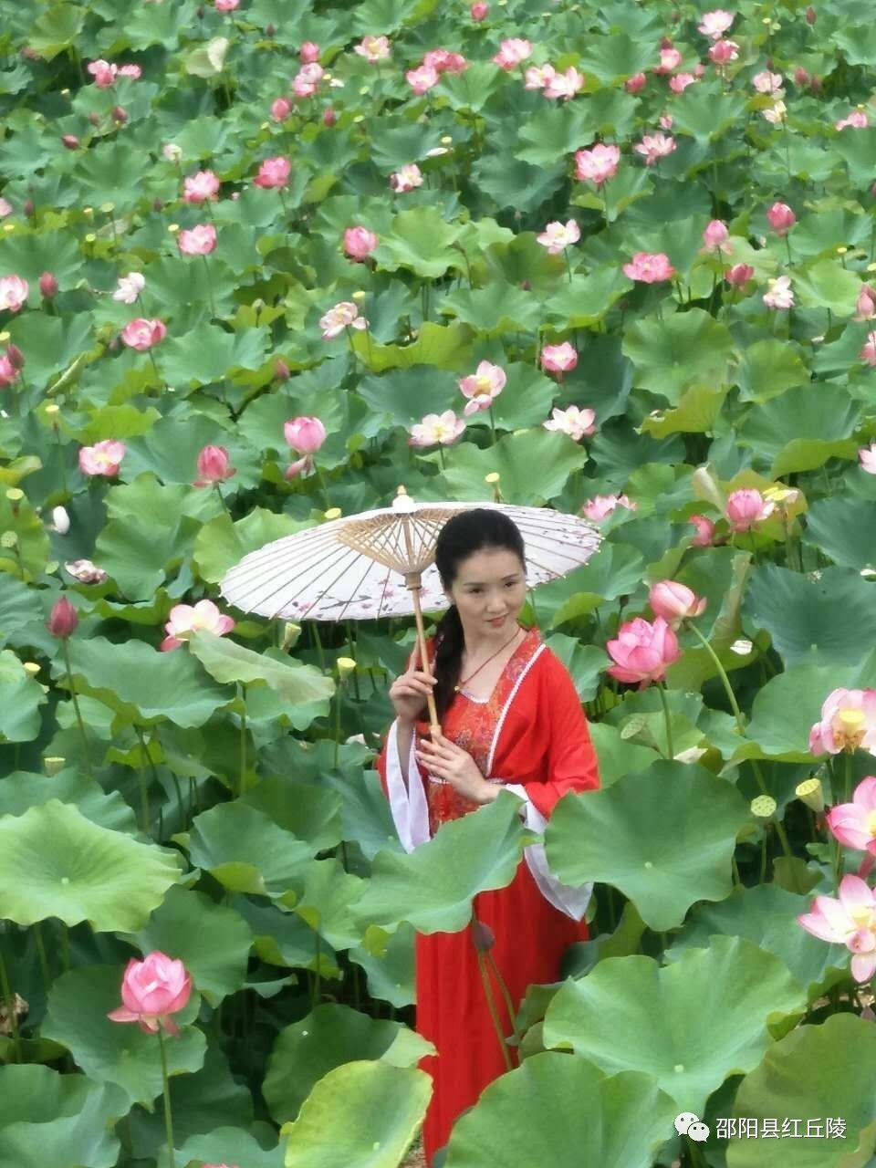 【旗袍专题】荷花中的旗袍女与蓝印旗袍等作品专刊