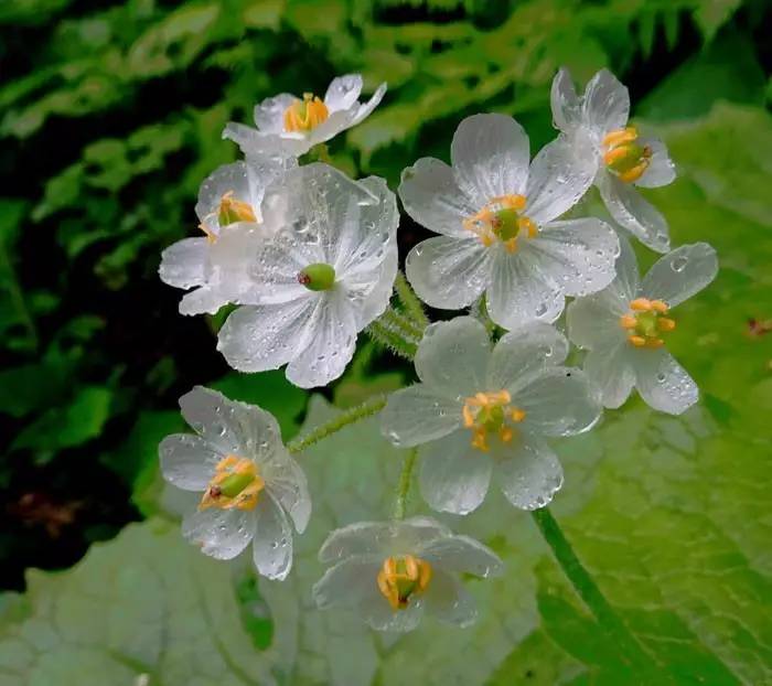 【美景】淋雨后会变透明的花:山荷叶