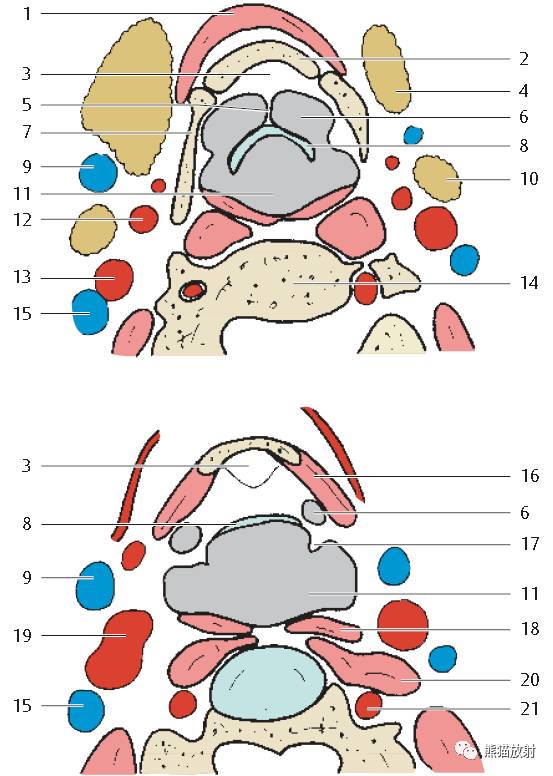 喉部解剖大体及断层看完这些很难再糊涂了