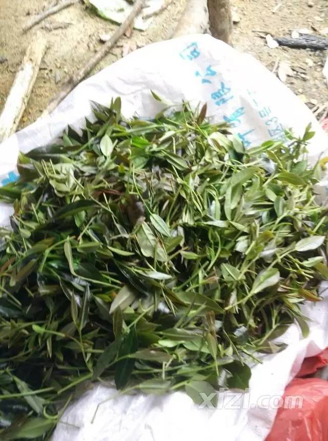 高潭山子茶,您喝过吗?不喝不知道,一喝.