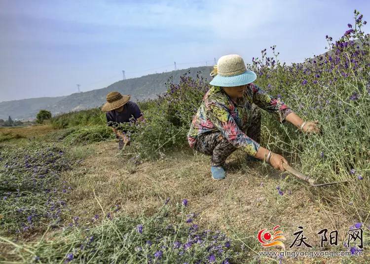 消息环县紫花苜蓿开始收割漫山遍野繁忙景象