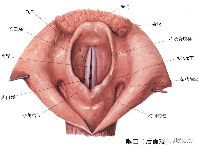 【喉部解剖】大体及断层(看完这些,很难再糊涂了~)