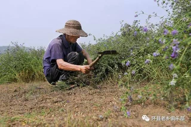 用镰刀收割苜蓿.