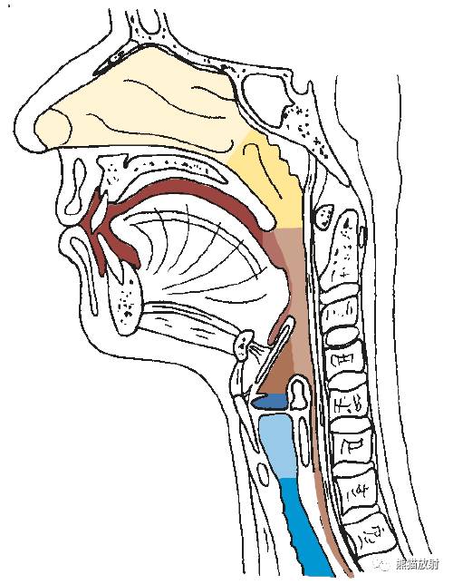 喉部解剖大体及断层看完这些很难再糊涂了