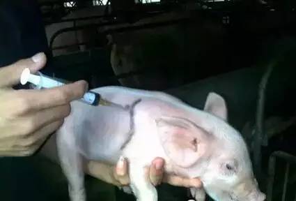 猪身上所有部位注射方法和注意事项,还有比这更全的吗?