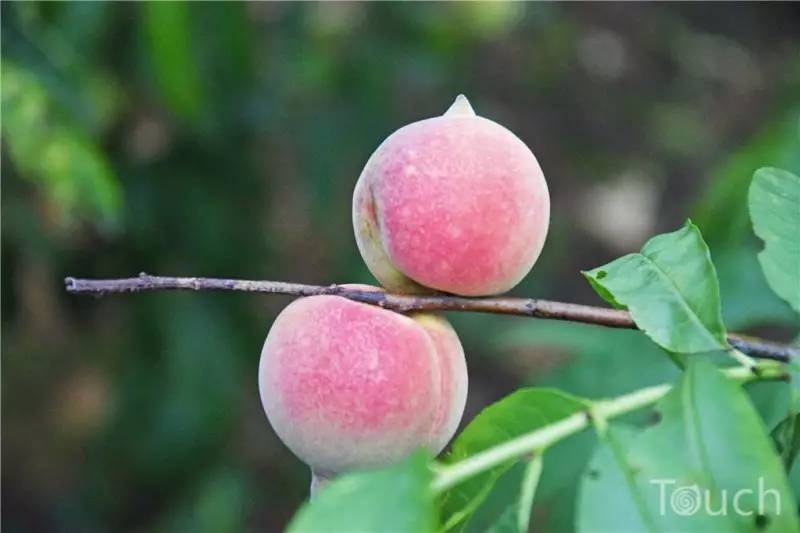 花都千亩桃园南山甜桃样靓声甜还暗藏着妃子笑内有福利