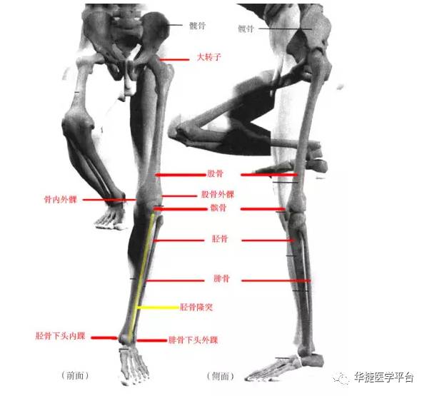 体育 正文  腿部可以对应臂部学习,大臂肱骨对应的大腿骨叫股骨,小臂
