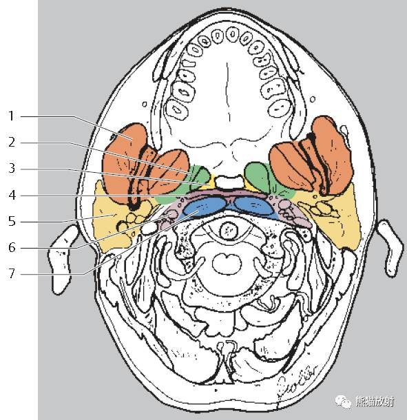 【颈部解剖】筋膜及筋膜间隙,断层解剖图谱