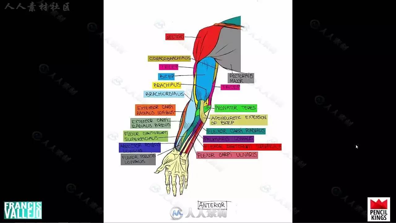 人体胳膊腿肌肉群绘画剖析视频教程