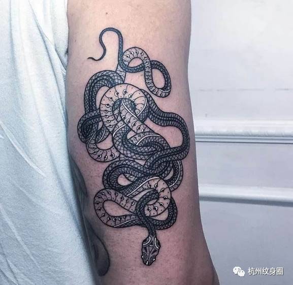 tattoo | 纹身素材:蛇