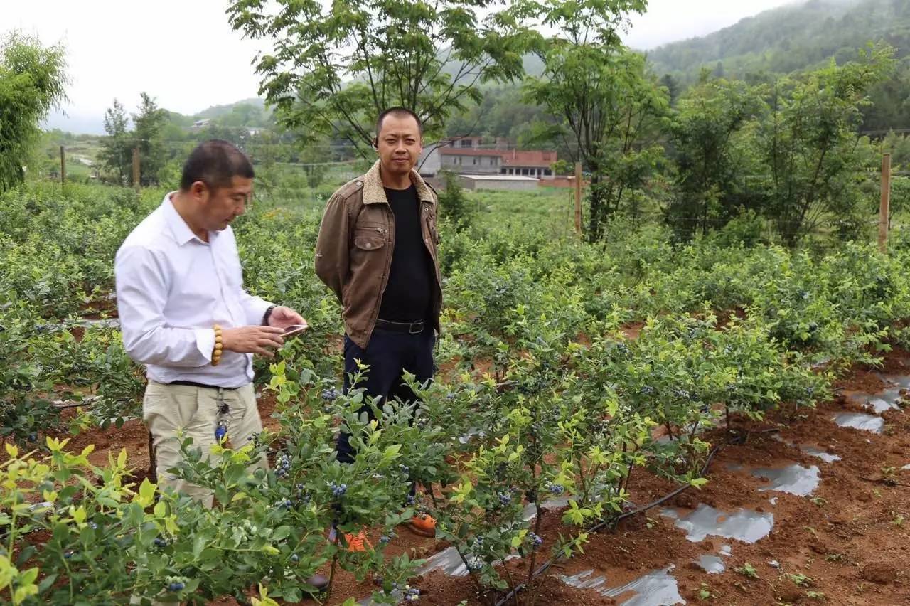 巧家县马树小火塘坪子蓝莓基地蓝莓上市