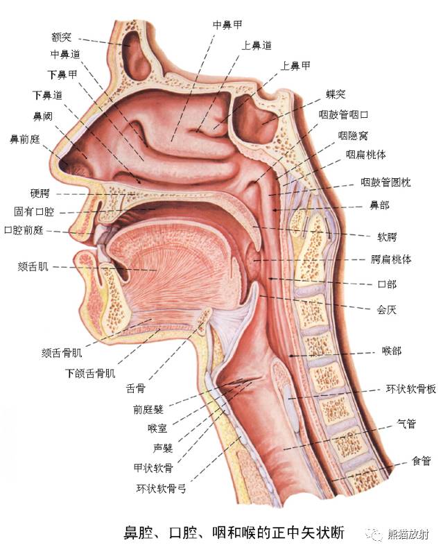 喉部断层解剖喉部断层解剖第1,2层:经舌骨水平第3,4层:经甲状软骨上缘
