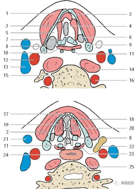 喉部解剖大体及断层看完这些很难再糊涂了