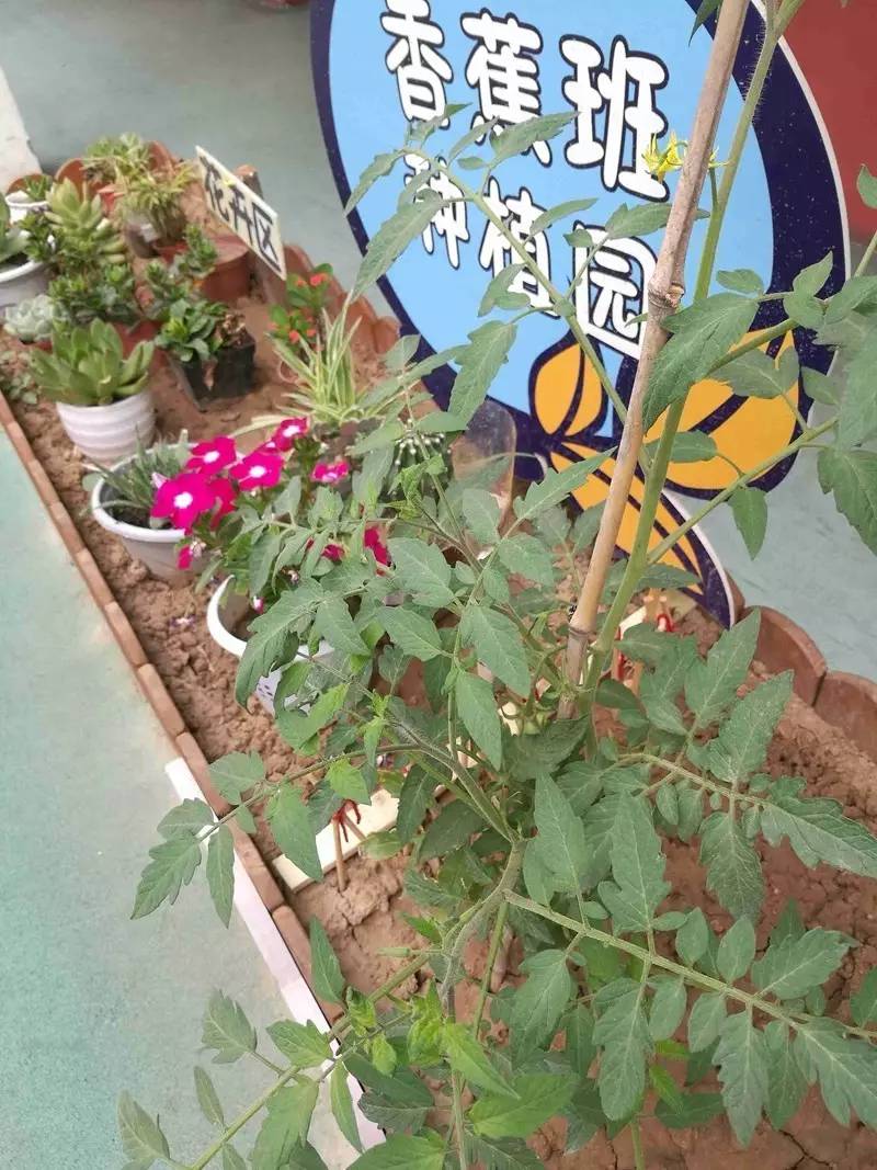 小小种植园收获满心间记五里铺小学幼儿园的蔬菜园