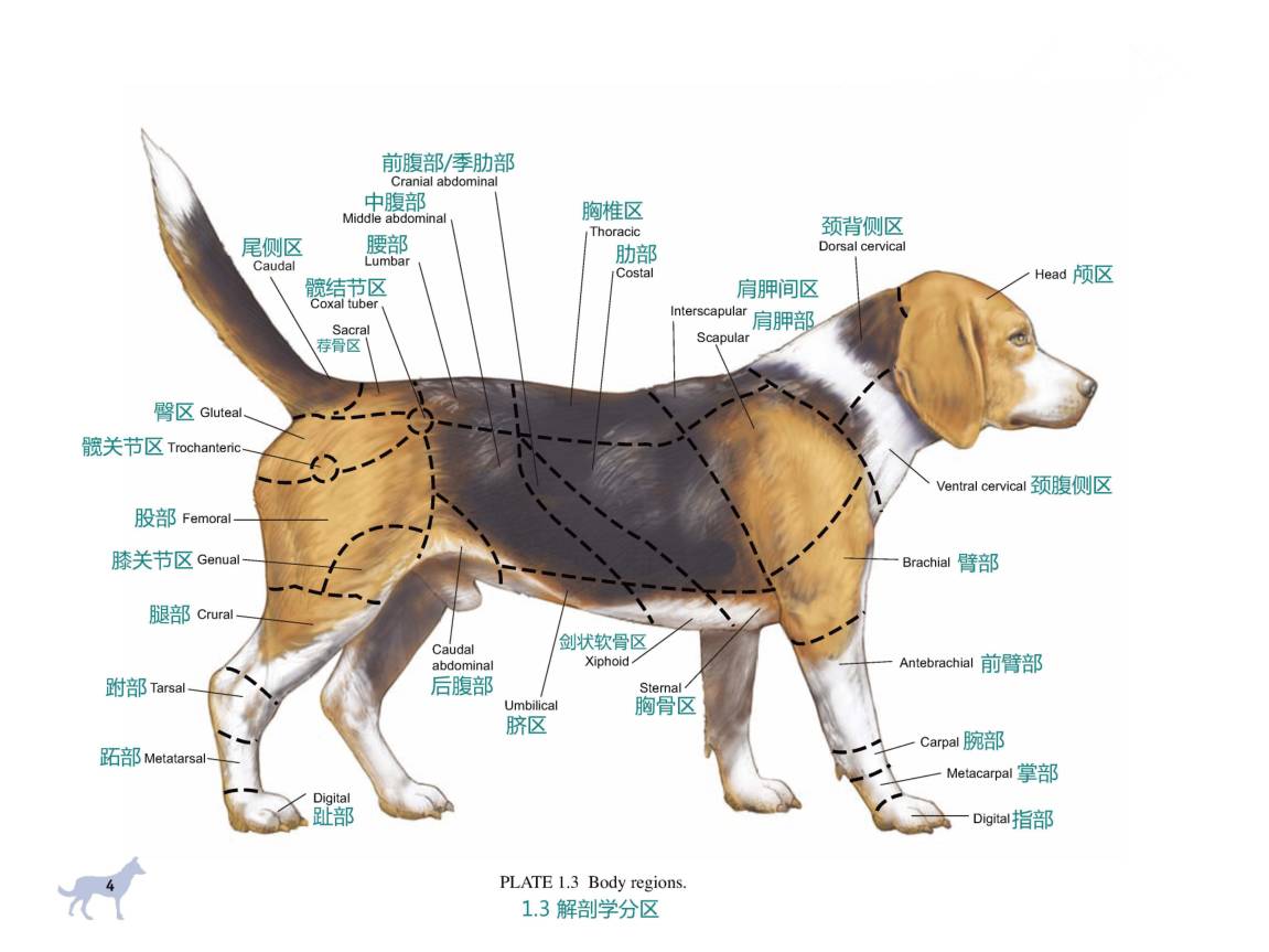 动物解剖-狗科3D肌肉模型 - 知乎