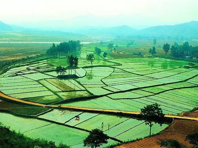 大水田有多少人口_水田植物有哪些