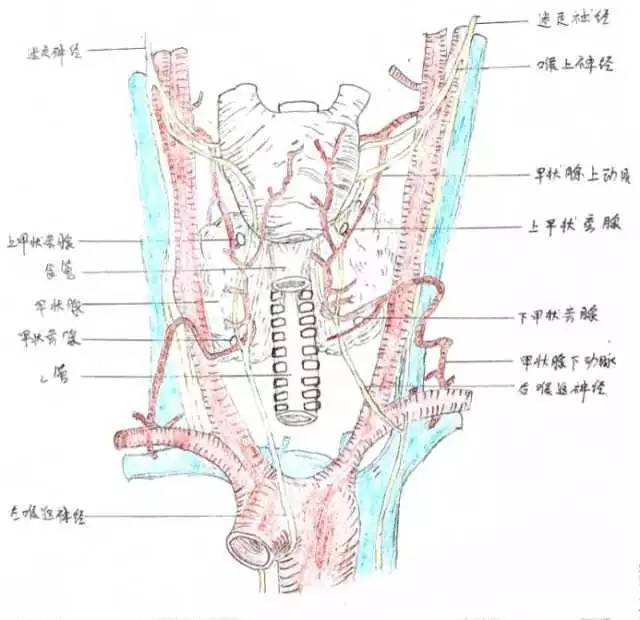 乳腺癌对女性健康的影响越来越大,在治疗乳腺癌时为保证癌细胞被彻底