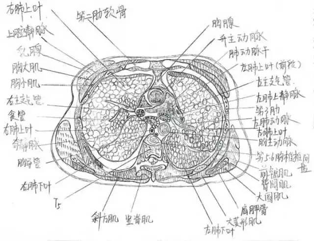 致远| 如此惊艳!当解剖遇上绘画.