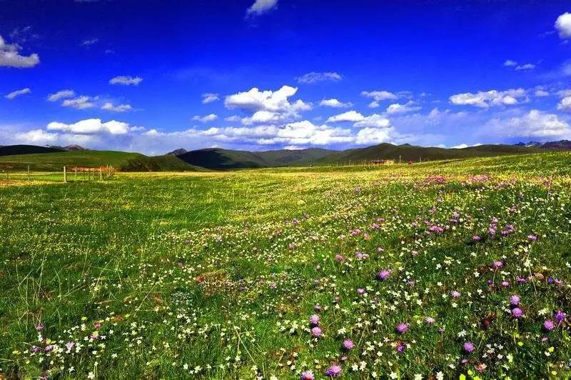 红原俄木塘花海