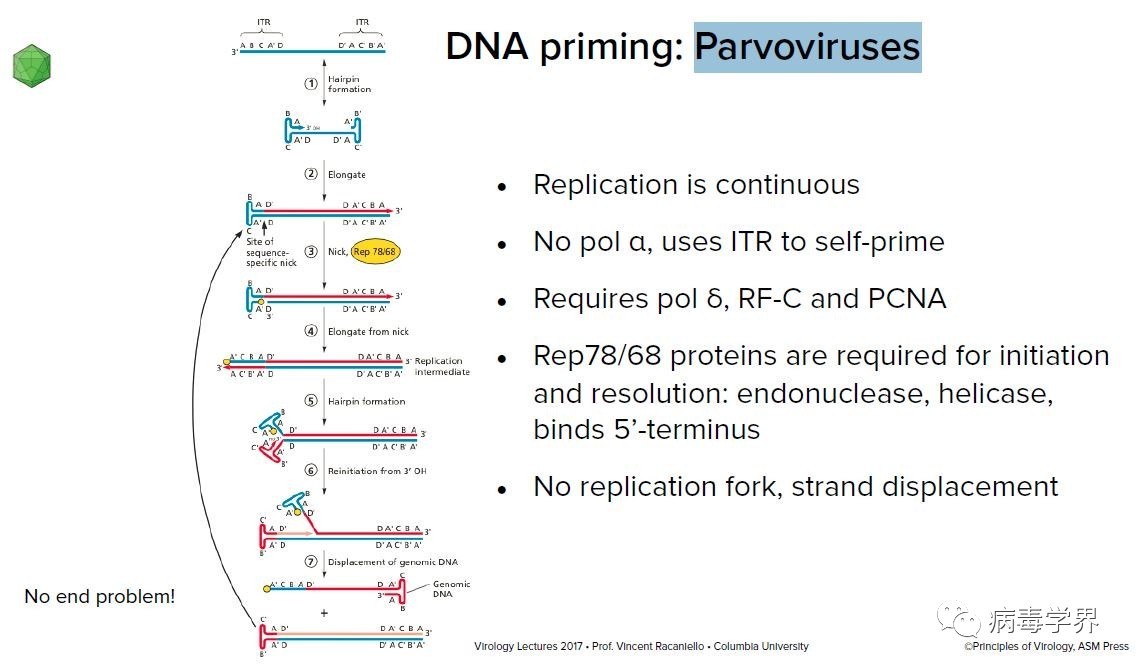 以腺病毒为例,介绍了蛋白质 priming复制形式