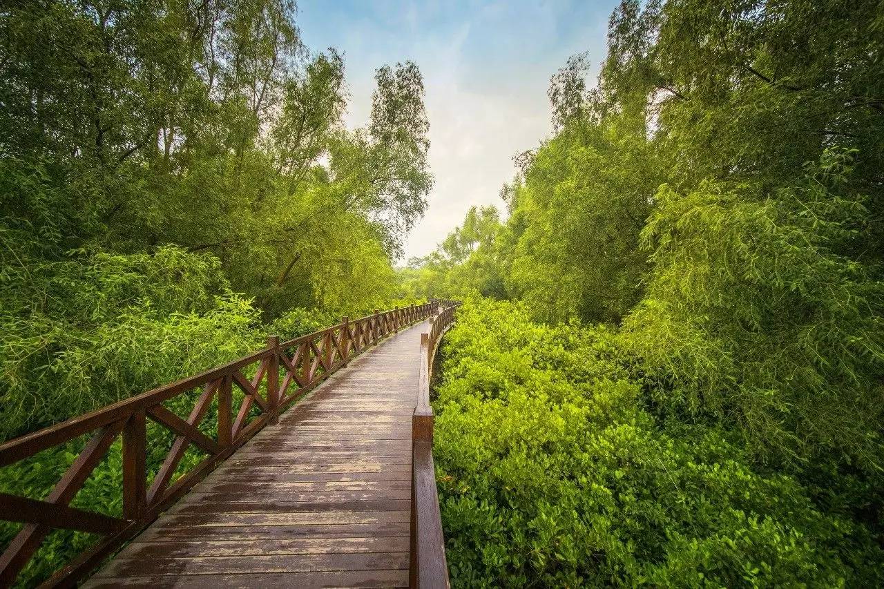 在深圳不远处,也有一片绝美的红林秘境——大亚湾红树林城市湿地公园!