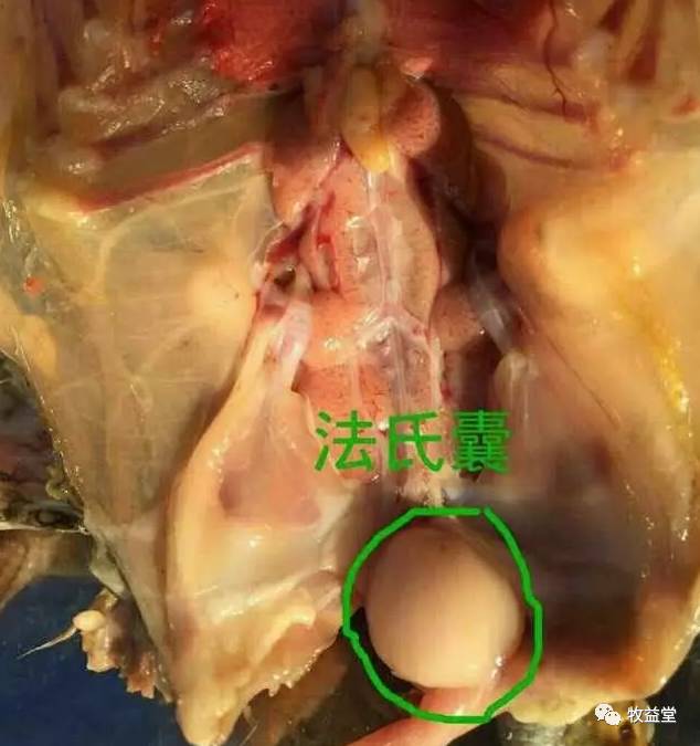 图文| 鸡体解剖的基本步骤和鸡体器官位置名称