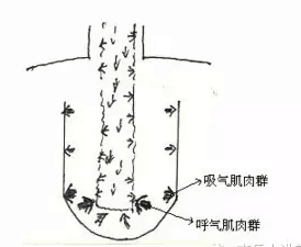 (图四)歌唱发声腹部往外扩张的力量更强有力,可用两手掐住腹部两侧