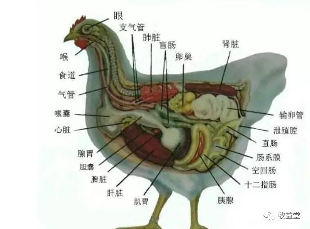 图片居多,但作为一个养鸡人熟悉鸡只解剖方法,认清鸡体各个部位的器官