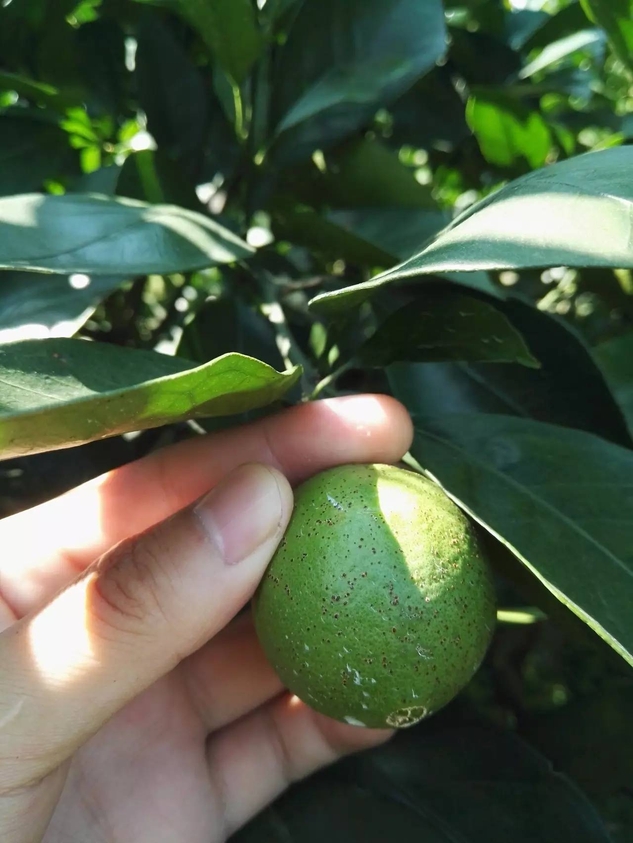 近年来许多脐橙种植者都为如何防治柑橘砂皮病发愁,尤其是老果园情况