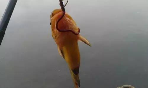 【钓鱼技巧】抓住黄颡鱼生活习性和规律,就会有意外收获!