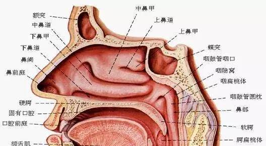 "洗(喷剂,排(药膏,养(精油"三步骤,直达病灶,对鼻腔内部进行养护