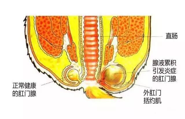 【小常识】它大便后,居然会自己清理肛门?