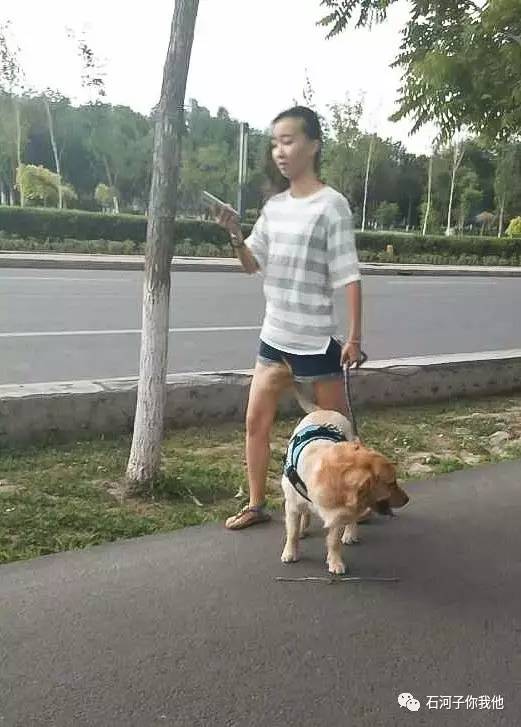 近日, 《关于公共场所遛狗照片的征集令》一经发布后,后台有不少小