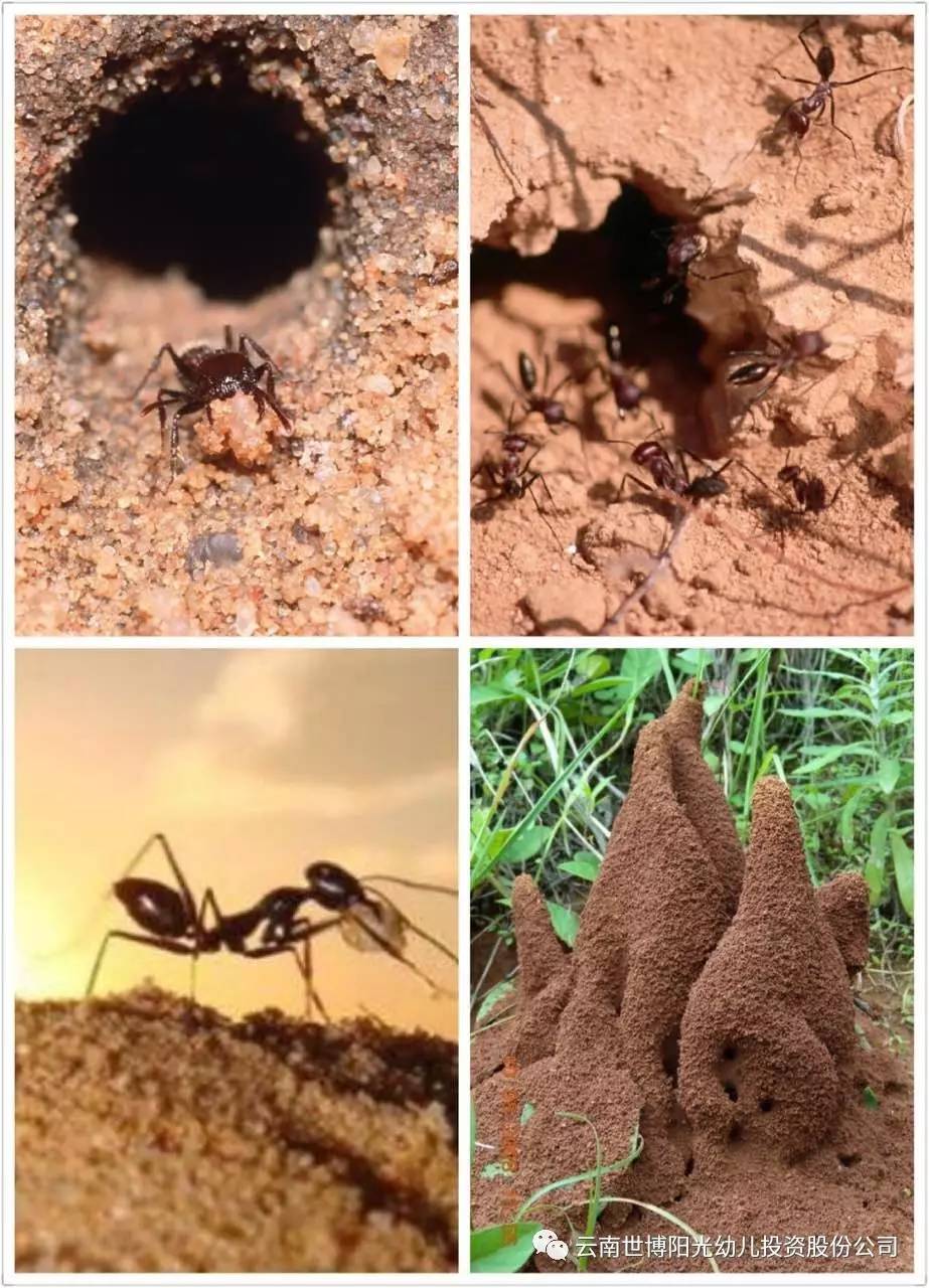 蚂蚁是动物世界赫赫有名的建筑师,它们利用颚部在地下挖洞,通过一粒