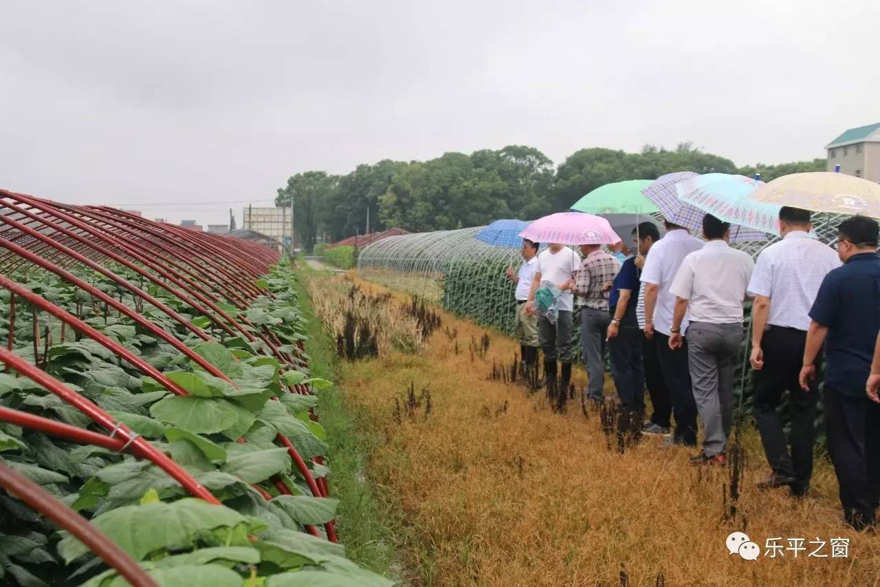 考察团参观乐港大路边蔬菜基地注:凡属于本公众号原创的内容,未经