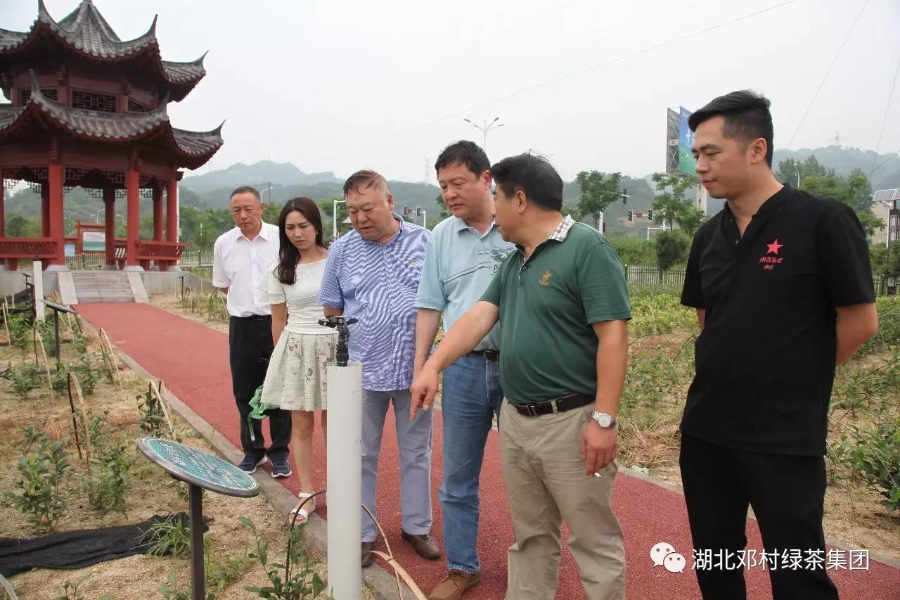 (点击视频观看)随后,一行人来到邓村绿茶集团乐天溪生态观光茶园