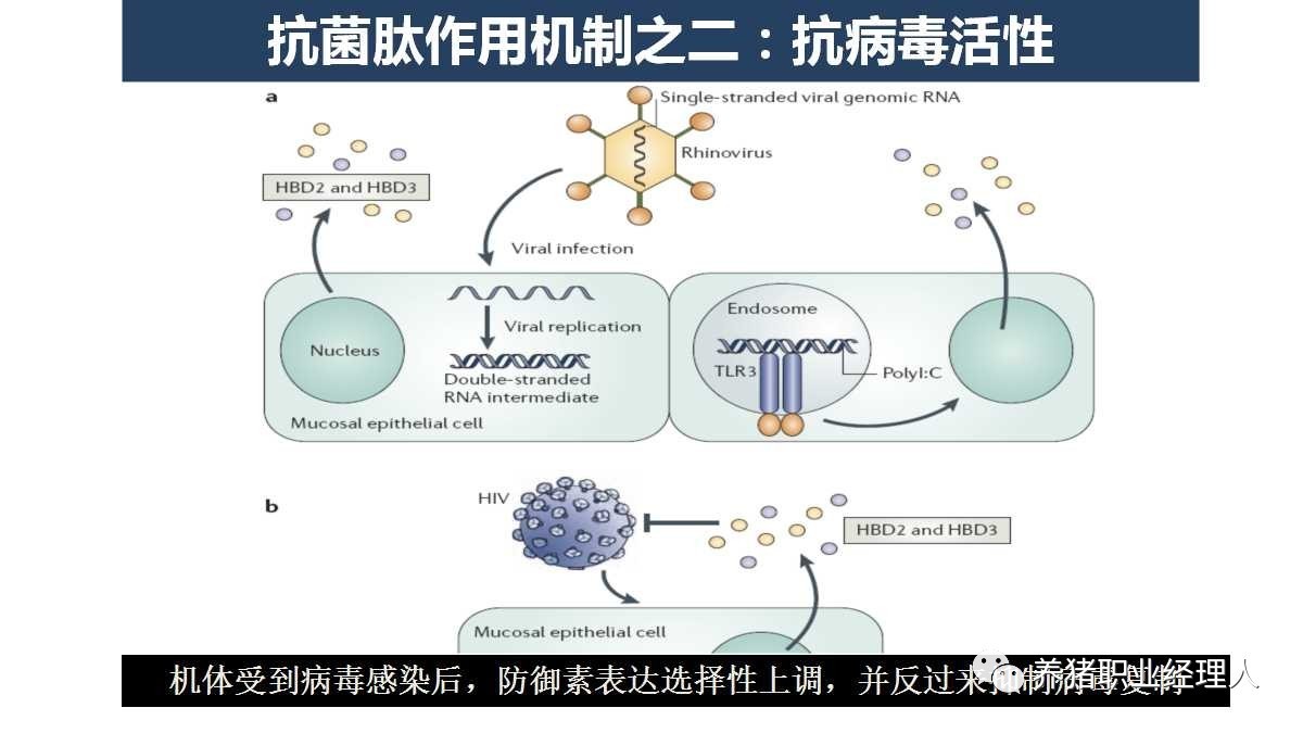 前沿科技|抗菌肽,远不止是抗菌这么简单(2)