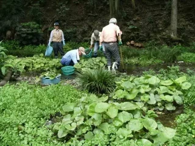 日本最美农场之一,以芥末为主题,竟有整整百年历史