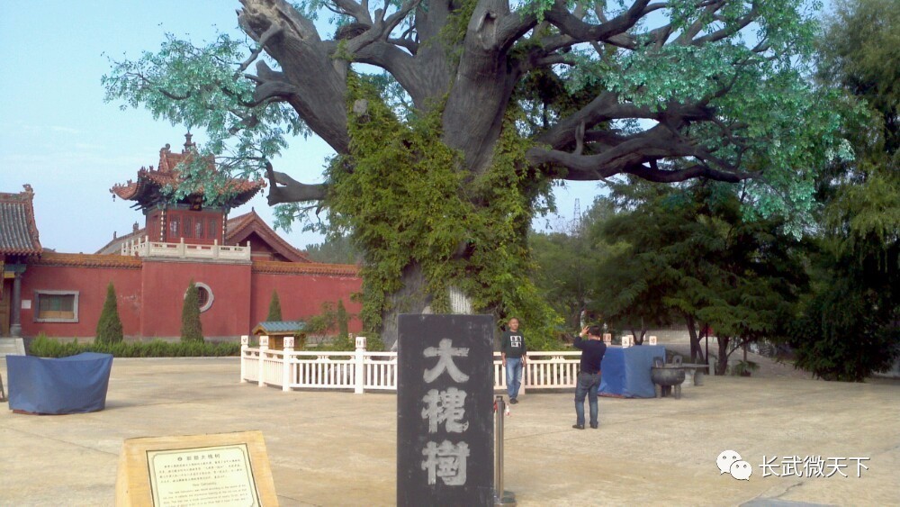 我的老家是从山西大槐树底下迁移来的!真相详解!