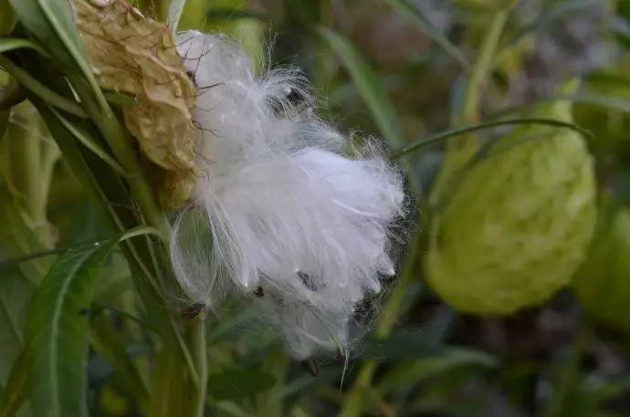 一花一世界唐棉