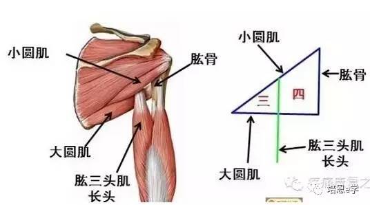 每日一肌第九讲---小圆肌