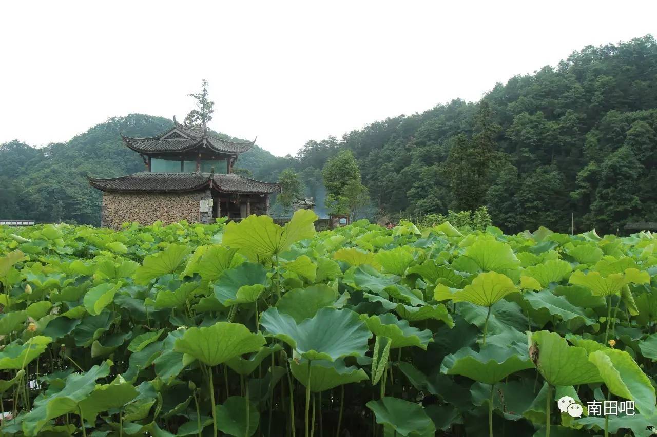 南田武阳的荷花开了,它是全温州最美的!