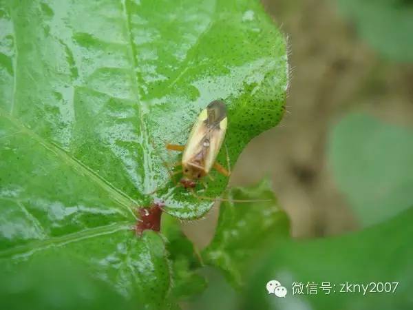 【栽培技术】棉花蕾期盲蝽象的发生与防治